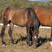 EN VENTA POTRA P.R.E.