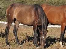 EN VENTA POTRA P.R.E.