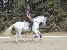 CABALLOS P.R.E. SUPER DOMADO