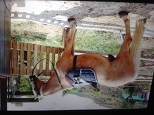 VENDO LUSITANO ECONÓMICO 