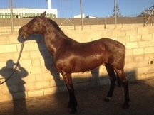 Hispano Arabe precioso