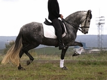 Gran Caballo PRE sin papeles