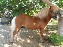 venta de poni shetland