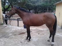 Caballo de salto y doma ideal iniciacion