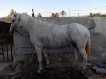 YEGUA BLANCA MUY DOCIL