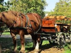 caballo enganchado y carruaje