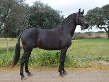 Caballo Lusitano PSL