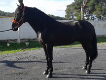 Caballo PRE Venon