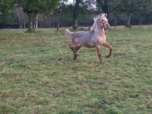 potra pre palomina