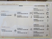 SE VENDEN DOS POTRAS PRE-2800 ambas