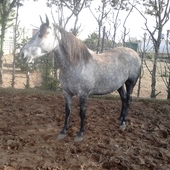 vendo yegua torda