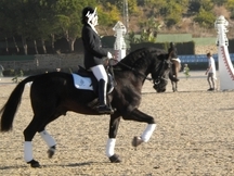 Venta PRE doma clasica