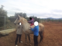 se vende yegua PRE 162 montada
