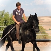 VENTA DE CABALLOS
