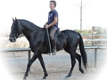 VENTA DE CABALLOS