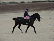 VENTA DE CABALLOS