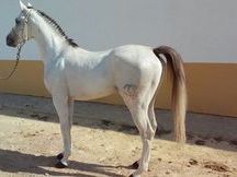 Caballo Pura Raza Árabe (Cid Calonge)
