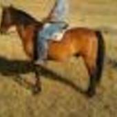 Caballo castaño y caballo tordo