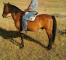  Caballo castaño y caballo tordo in 