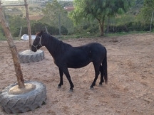 YEGUA ESPAÑOLA BUSCA DUEÑO