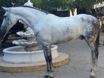 caballo tordo pre