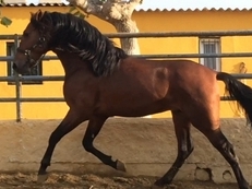 Lote de potros