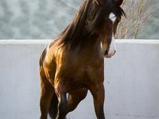 Caballo hijo de Gnidium