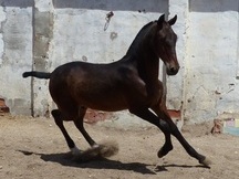 Caballos, yeguas y potros