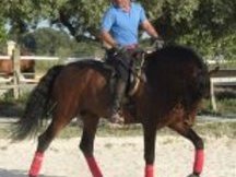 en venta caballo escalera