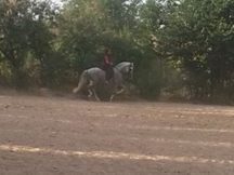 caballo cartujano alta escuela