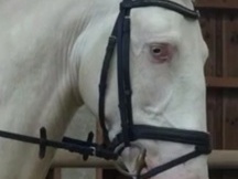 Lusitano Albino, Doma clasica