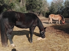 yegua quarter horse