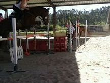 Se vende caballo de salto