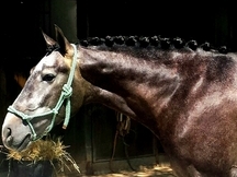 Vendo caballo tordo PRE de 3 años y medio de edad capa tordo