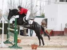 Vendo caballo de salto