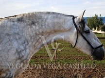 SEMENTAL HIJO DE CAMPEON DE ESPAÑA