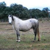 Yegua orígenes Yeguada Militar