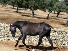 Yegua orígenes Yeguada Militar