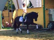 caballo pre negro