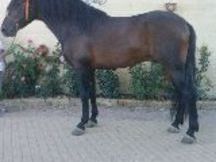 SE VENDE O CAMBIO PRE CASTAÑO