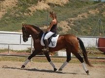 caballo PRE montado desde 2500€