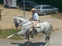 CABALLO PRE TORDO