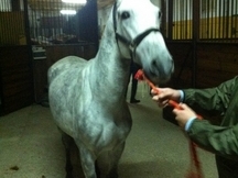 Caballo P.R.E. ideal para niños