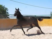 Yegua Pura Raza Española /  ULTIMADA XVII