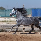 CABALLO P.R.E. EN ALICANTE: JARDINERO CI