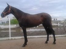 POTRA NEGRA P.R.E.
