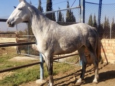YEGUA PURA RAZA ESPAÑOLA