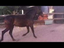 venta potra pre