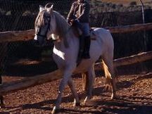 venta caballo cruzado