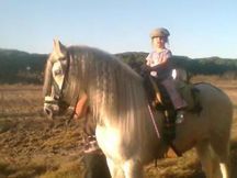 se vende caballo 